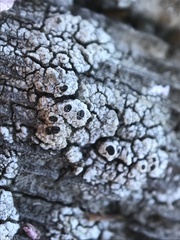 Pseudothelomma occidentale