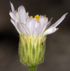 Erigeron aequifolius