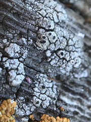 Pseudothelomma occidentale