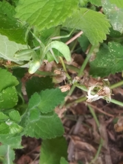 Stagmomantis limbata