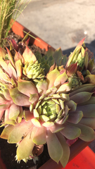 Sempervivum tectorum