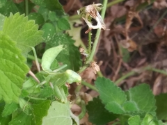 Stagmomantis limbata