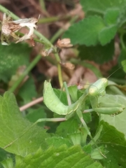 Stagmomantis limbata