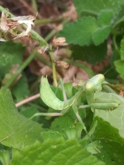 Stagmomantis limbata