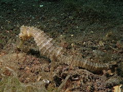 Hippocampus trimaculatus