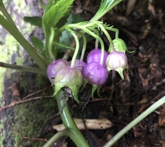 Lobelia physaloides