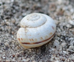 Pseudotachea splendida