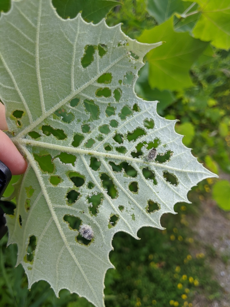 Sycamore Leaf Beetle
