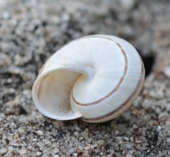 Pseudotachea splendida