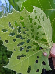 Neochlamisus platani