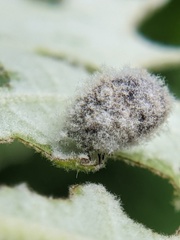 Neochlamisus platani