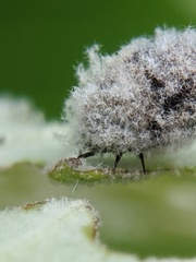 Neochlamisus platani