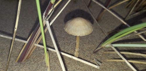 Beach Brittlestem