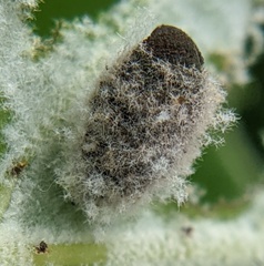 Neochlamisus platani