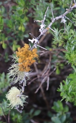 Teloschistes puber
