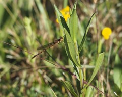 Lestes disjunctus