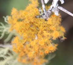 Teloschistes puber