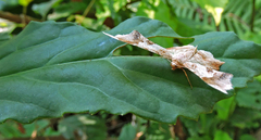 Krananda oliveomarginata