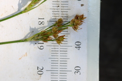 Luzula multiflora multiflora