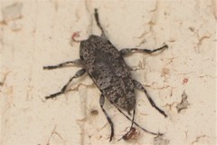 Sternidius wiltii