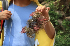 Tillandsia ionantha