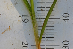 Luzula multiflora multiflora