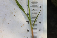 Luzula multiflora multiflora