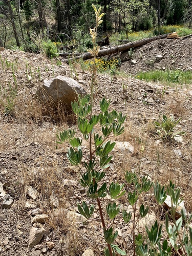 White Mountain Lupine (Lupinus sierrae)
