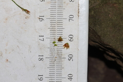Luzula multiflora multiflora