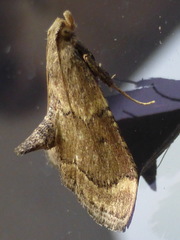 Hypsopygia phoezalis