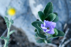 Barleria obtusa