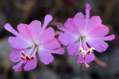 Clarkia breweri