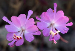 Clarkia breweri