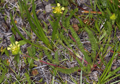 Ivesia campestris