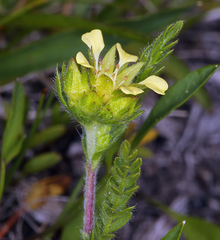 Ivesia campestris