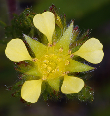 Ivesia campestris