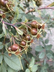 Rosa glauca