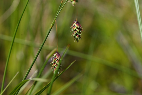 Carex magellanica ssp. irrigua