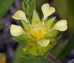 Ivesia campestris