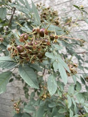 Rosa glauca
