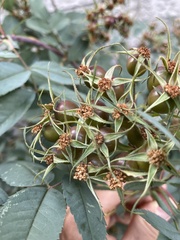 Rosa glauca