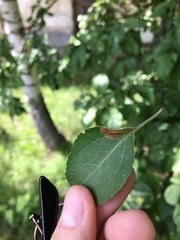 Phyllonorycter corylifoliella