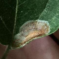 Phyllonorycter corylifoliella