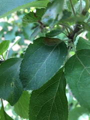 Phyllonorycter corylifoliella