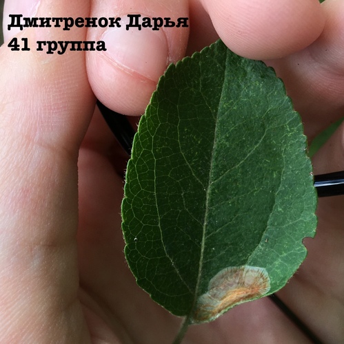 Hawthorn Midget
