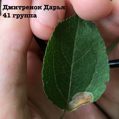 Phyllonorycter corylifoliella