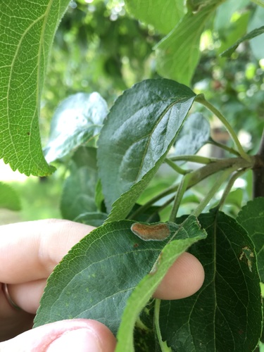 Hawthorn Midget