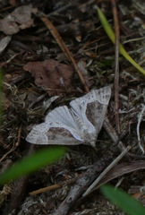 Hypena crassalis