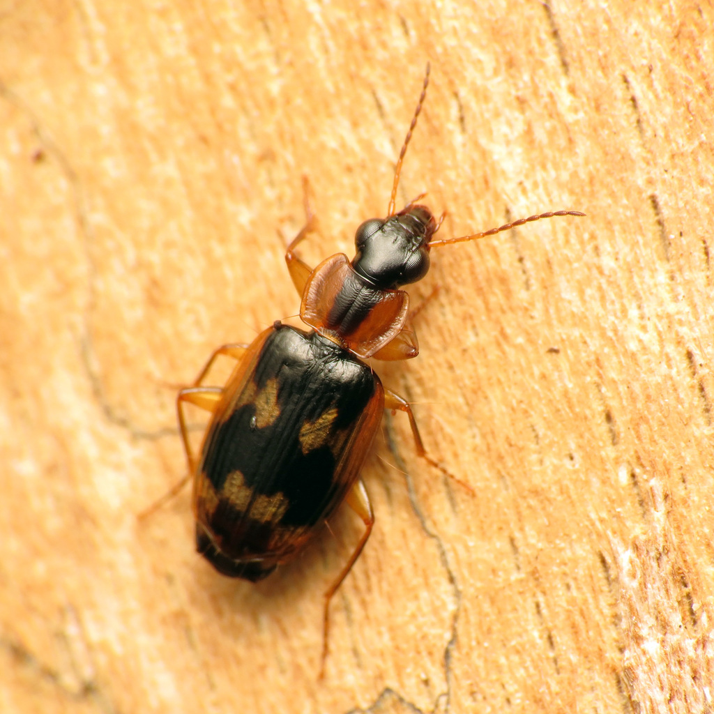 Phloeoxena signata