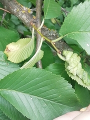 Eriosoma ulmi